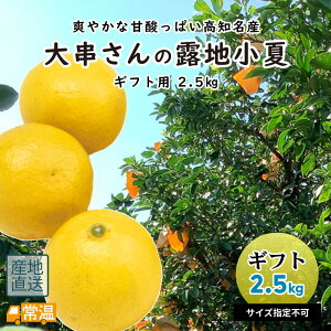 【3月下旬より順次発送】 大串さんの小夏 ギフト用2.5kg 【同梱不可】 小夏 こなつ コナツ 日向夏 ニューサマーオレンジ 露地小夏 露地 ギフト 柑橘 すくも 【送料無料】 【お届け指定日不