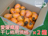 【2026年11月20日頃～12月上旬発送予定】【お得！2箱まとめ買い】愛媛県産愛宕柿（渋柿）16kg2026年年末…
