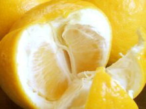 愛媛県産御荘ゴールドご贈答用(18〜20玉)約8kg(品種:河内晩柑)発送目安:5月上旬〜6月下旬