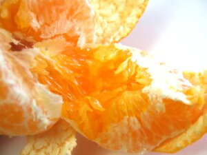 QY@̊Õi؂jYҌ聚Q܂̐Vki͎nj