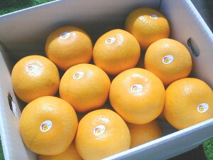 ご家庭用◆愛媛県産御荘ゴールド18玉〜20玉入(品種:河内晩柑:約8kg)発送時期目安:5月上旬〜6月下旬