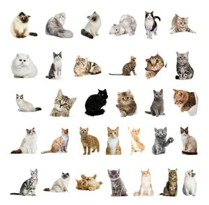 KamizukiV[LFXȔLqL蒠XbeJ[DIYL_CA[J_[AoƌvIVV[(FXȔL90)