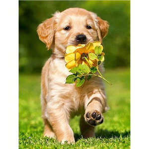 Gofission11ctX^vtNXXeb`LbglpS҃jODIYvvgNXXeb`hJZbgANZT[tǑ30x40cm(jOhbO)