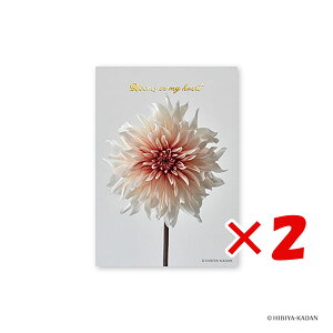 y ܂Ƃߔ ×2Zbg z u _CS[ |XgJ[h JԒd|XgJ[h _A3 N7723 v y  z y yV MVP & ԗDǃVbv _uܓX z