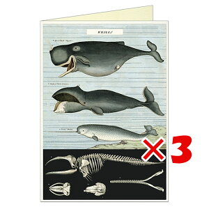 y ܂Ƃߔ ×3Zbg z u gc J[h O[eBOJ[h NW 44-194 v y  z y yV MVP & ԗDǃVbv _uܓX z