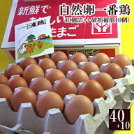 放し飼い 自然卵 一番鶏 「40個詰」(＋破損保障分10個) ［ 鶏卵 赤玉 お取り寄せグルメ 千葉県産 香取市 …