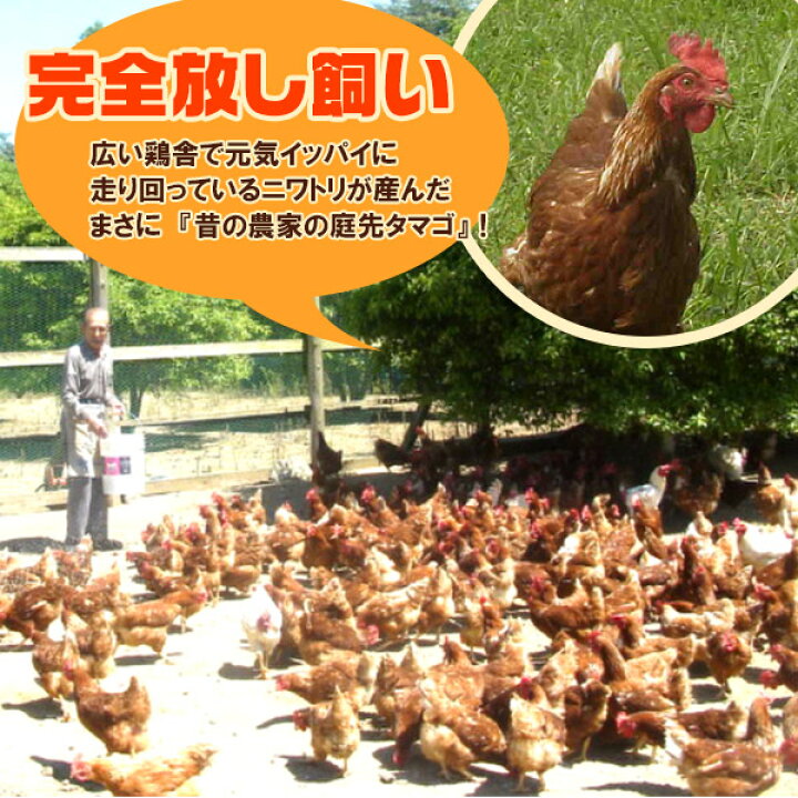 鶏卵 放し飼い自然卵 一番鶏 50個詰 （40個＋破損保障分10個） 安心卵   冷蔵 限定配送