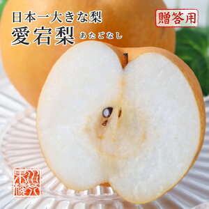 2025 Ε Mtg Ε Mtg RY  Gi  2ʓ v2.4kg ϔ   Ȃ iV v[g t[c11{蔭