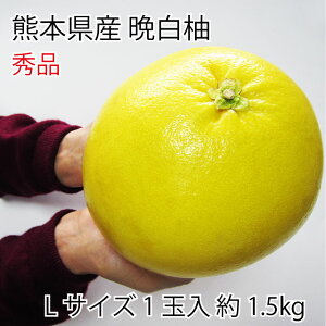 2025 Ε Mtg F{Y ӔM (΂؂) Gi 1 1.5kg LTCY ϔ t[c 12{菇