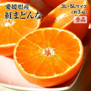2025 お歳暮 ギフト 紅まどんな 3L〜5Lサイズ 約3kg 秀品 愛媛県 フルーツ プレゼント みかん ミカン 12月上旬頃より順次発送