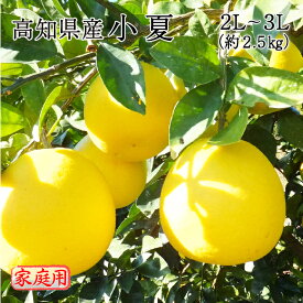 (4月中旬ごろより順次発送) 高知県産 小夏 2L〜3Lサイズ 約2.5kg 家庭用 訳あり ニューサマーオレンジ 日向夏 みかん フルーツ