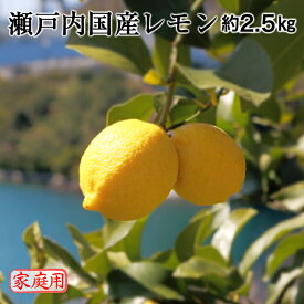 瀬戸内国産レモン 約2.5kg 家庭用 訳あり