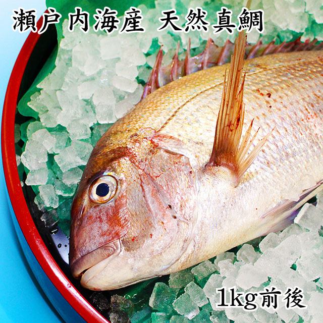 日本の食文化を代表する高級魚 瀬戸内海産 活き締め 天然真鯛 1kg前後 肌触りがいい ご自宅用 鯛 高級魚 魚 高級 家庭用 美味しい 取り寄せ 海産物 新鮮 お取り寄せ 鮮魚 驚きの価格が実現 おいしい