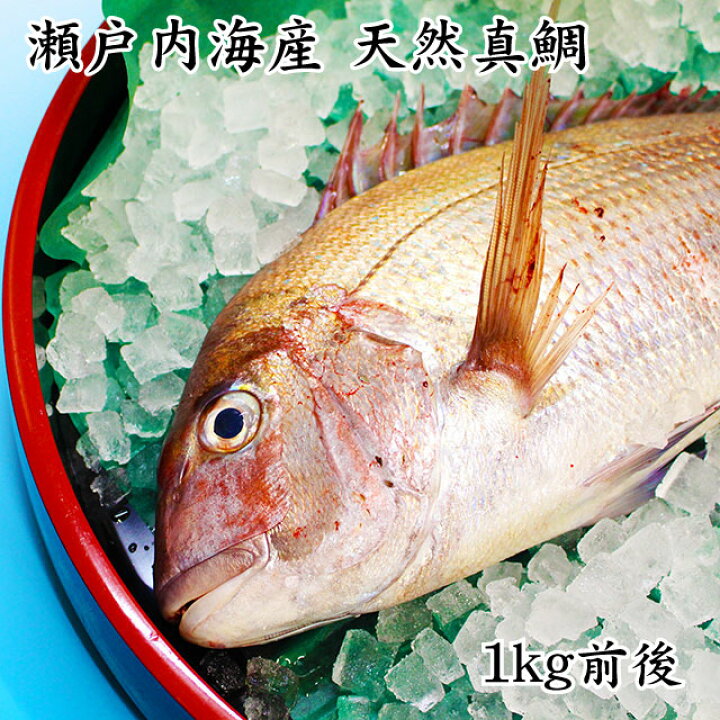 楽天市場 送料無料 瀬戸内海産 活け締め 天然真鯛 1kg前後 贈答用 真鯛 鯛 新鮮 天然 お食い初め お取り寄せ お祝い 贈答 プレゼント ギフト 水琴果楼 楽天市場店