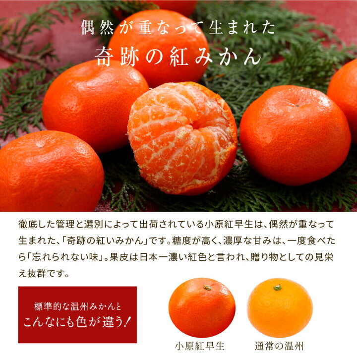 楽天市場 12月上旬頃より発送 香川県産 小原紅早生みかん 家庭用 訳あり S Mサイズ 2 5kg みかん 香川 フルーツ お歳暮 水琴果楼 楽天市場店