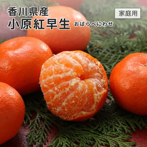 2025 ���쌧�Y �����g�����݂��� �ƒ�p �󂠂� S�`M�T�C�Y ��2.5kg �݂��� ���� �t���[�c ���Ε� 12����{����蔭��