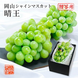 2025 VC}XJbg  ԏGi 1[ 800g ϔ RY Ԃǂ uhE  t[c Mtg v[g 9{蔭