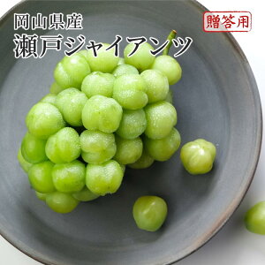 ˃WCAc Gi [ 600g×1[ RY Ԃǂ uhE  t[c Mtg v[g 9{菇