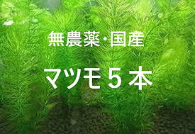 【送料無料】国産 無農薬マツモ（5本） セット　メダカ　初心者　おすすめ　高品質　アクアリウム　アクア