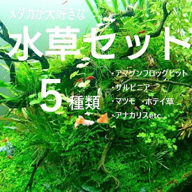 【送料無料】メダカや金魚にピッタリ！無農薬水草5種類のセット　 ホテイアオイ　メダカ　初心者　おすすめ　高品質　アクアリウム　アクア　アナカリス