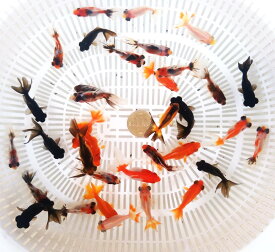 【送料無料】おたま金魚ミックス10匹　生体　セット　金魚　まとめ売り　初心者　おすすめ　キラキラ　ラメ　高品質　ペット　アクア