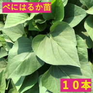 【メール便】さつまいも苗　10本【べにはるか】茨城県産
