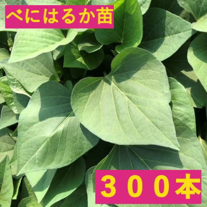 楽天市場】さつまいも【苗】300本【予約】5月下旬発送【べにはるか 