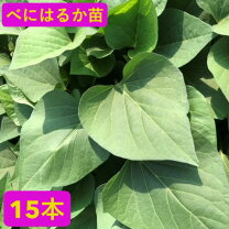 楽天市場】紅はるか 苗 500の通販