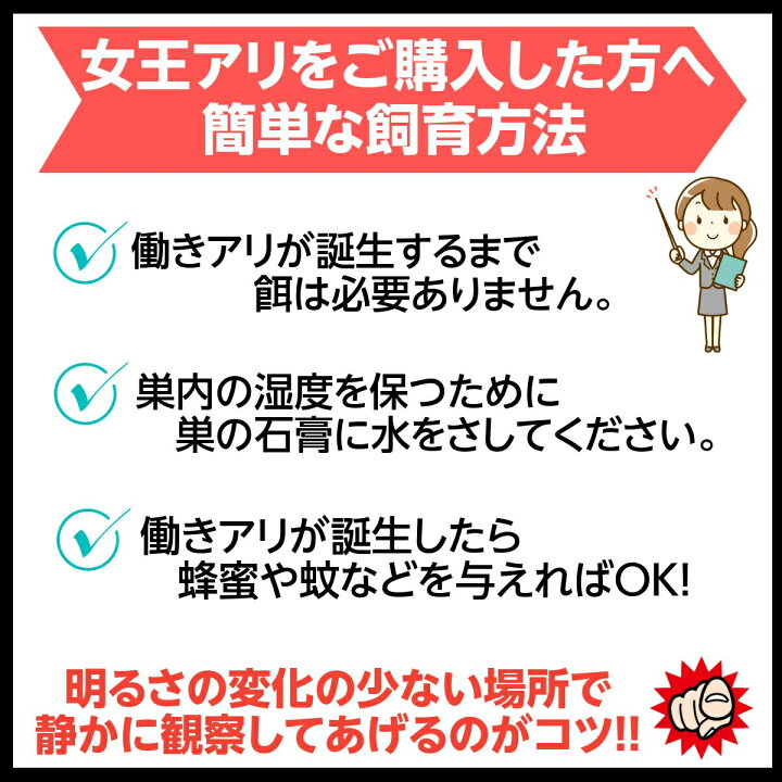 楽天市場 女王アリ飼育セット アリの飼育を始めるのにピッタリです ケース付で届いたらそのまま飼育を開始できます すっきりきれい楽天市場店