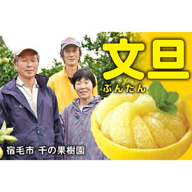 千の果樹園 土佐文旦 家庭用 5kg～10kg 2026年1月下旬から順次発送予定