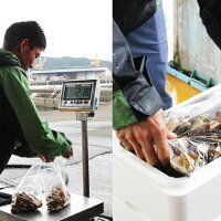 チャンバラ貝(キリアイ)1kg