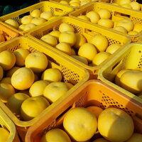 まつおか文旦堂の土佐文旦3kg〔贈答用〕