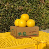 まつおか文旦堂の土佐文旦3kg〔贈答用〕