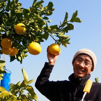 まつおか文旦堂の土佐文旦3kg〔贈答用〕