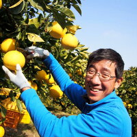 まつおか文旦堂の土佐文旦3kg〔贈答用〕