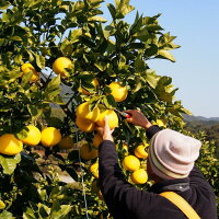 まつおか文旦堂の土佐文旦3kg〔贈答用〕