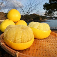 すくも産土佐文旦家庭用10kg(高知県宿毛産訳あり)