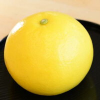 すくも産土佐文旦家庭用10kg(高知県宿毛産訳あり)