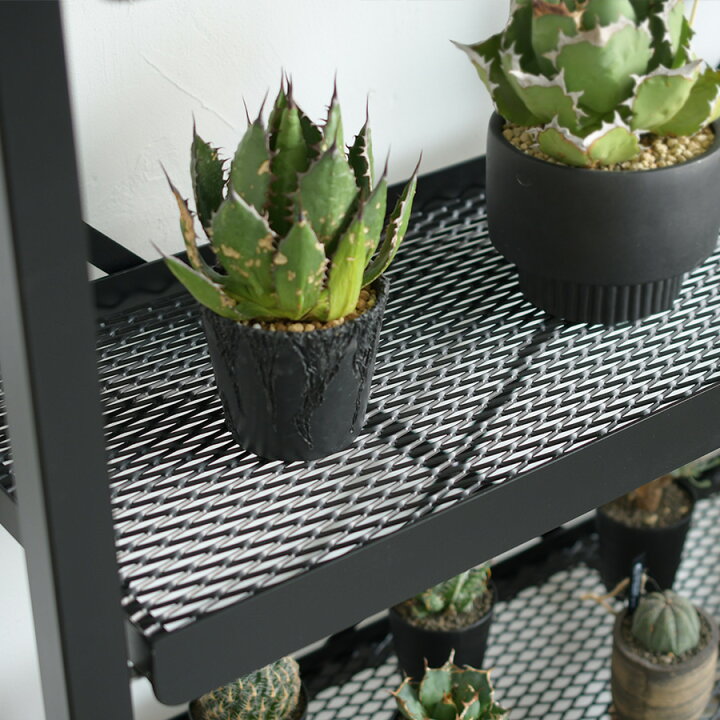 楽天市場】◇国内自社生産◇ボタニカルラック 組立式 耐荷重70kg 