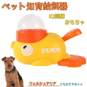 �y5�{�|�C���g�z�E�F���V���e���A�iWelsh Terrier�j �A�q�� �m�狋�a�� �������� IQ�P�� �P�� �y�b�g�m�炨������ �a���@ ���a�� �a �G�T ���� �y�b�g �a �����ŗV�� �m�� �ߋ� �������� ���Ԓ�