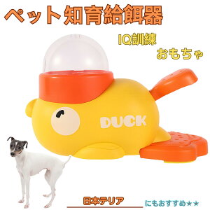 �y5�{�|�C���g�z���{�e���A�iJapanese Terrier�j �A�q�� �m�狋�a�� �������� IQ�P�� �P�� �y�b�g�m�炨������ �a���@ ���a�� �a �G�T ���� �y�b�g �a �����ŗV�� �m�� �ߋ� �������� ���Ԓׂ� 