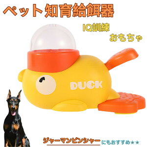 �y5�{�|�C���g�z�W���[�}���E�s���V���[�iGerman Pinscher�j �A�q�� �m�狋�a�� �������� IQ�P�� �P�� �y�b�g�m�炨������ �a���@ ���a�� �a �G�T ���� �y�b�g �a �����ŗV�� �m�� �ߋ� ������