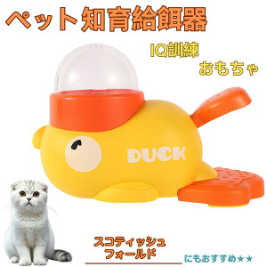 y10{|CgzXReBbVtH[h XR Scottish Fold Aq m狋a  IQP P ybgm炨 a@ a a GT  ybg a ŗV m ߋ 