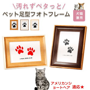 y10{|CgzAJV[gwA American Shorthair ybgp  X^v Lbg ^ X^v ``X^v `쐬Lbg LO  Ȃ `    