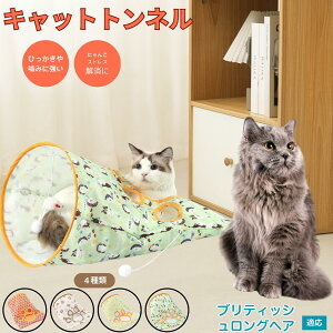 y5{|CgzueBbVOwA British Longhair Lgl Lbggl ܂肽ݎ ybggl Lp   B  ^s  XgXU R