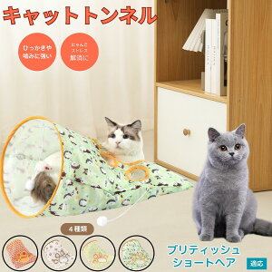 y5{|CgzueBbVV[gwA British Shorthair Lgl Lbggl ܂肽ݎ ybggl Lp   B  ^s  XgXU