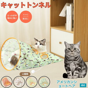 y5{|CgzAJV[gwA American Shorthair Lgl Lbggl ܂肽ݎ ybggl Lp   B  ^s  XgXU R