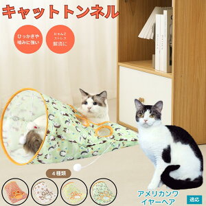 y5{|Cgz AJC[wA American Wirehair Lgl Lbggl ܂肽ݎ ybggl Lp   B  ^s  XgXU R