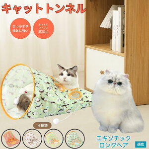 y5{|CgzGL]`bNOwA Exotic Longhair Lgl Lbggl ܂肽ݎ ybggl Lp   B  ^s  XgXU R