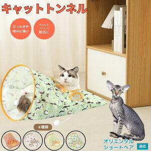 y5{|CgzIG^V[gwA Oriental Shorthair Lgl Lbggl ܂肽ݎ ybggl Lp   B  ^s  XgXU 